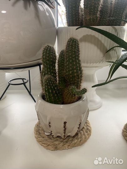 Кактусы и суккуленты