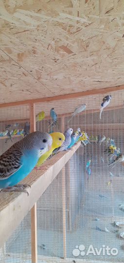 Волнистый попугай