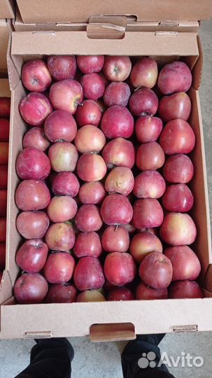 Яблоки оптом