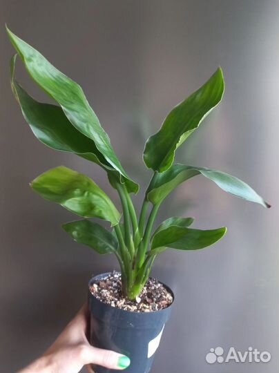 Стрелиция Николая