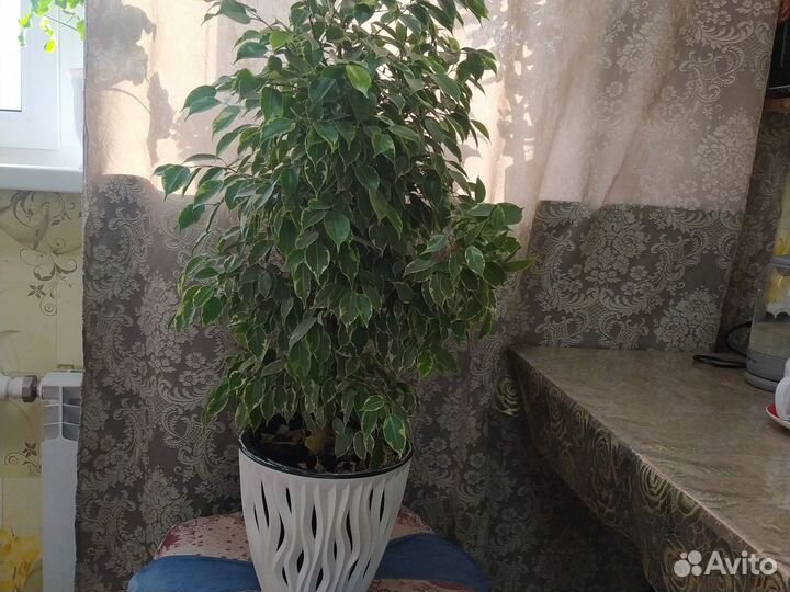 Продам фикус бенджамина
