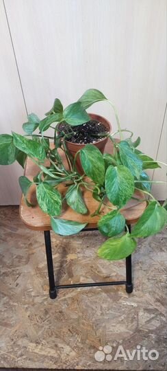 Эпипремнум Марбл Квин