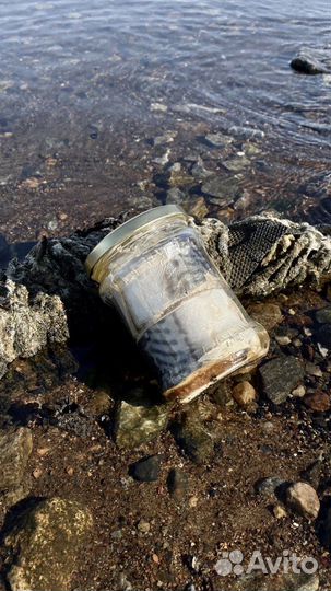 Печень трески и другие морепродукты Севера