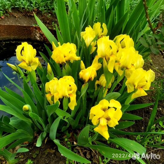 Ирисы карликовые