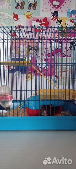 Сирийский хомяк с клеткой