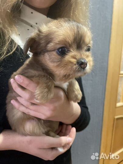 Чорки малыши