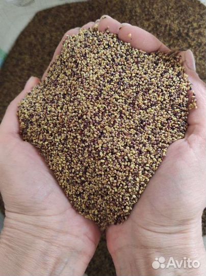 Семена Клевер Красный Многолетний