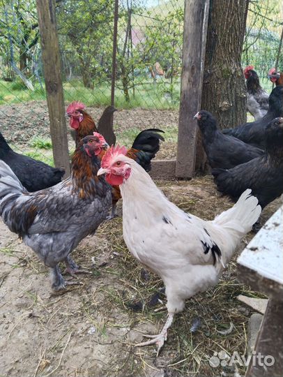 Петухи