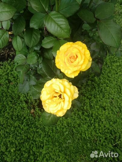 Почвопокровник вероника нитевидная