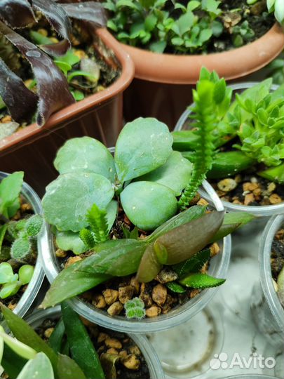 Хавортии, алоэ, каланхоэ и др