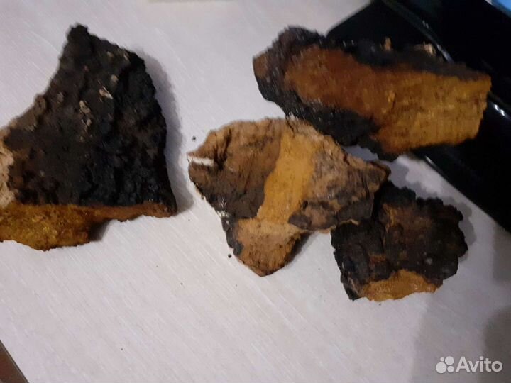 Чага берёзовая