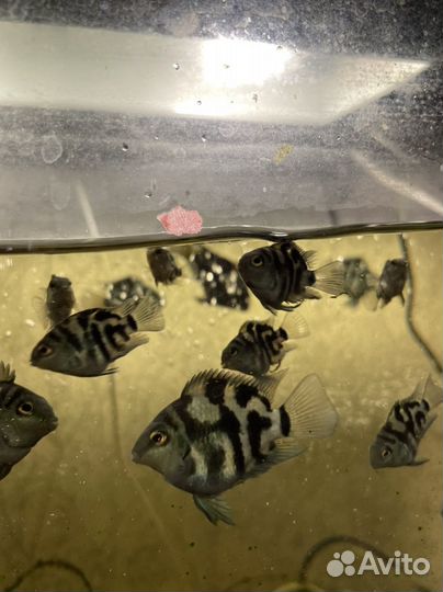 Рыбы сапфировые попугаи