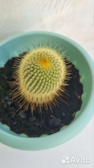 Кактус цветущий, сансевиерия