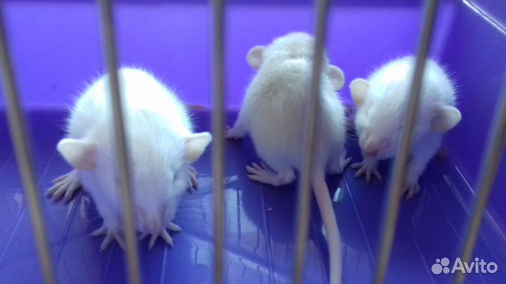 Крысята Дамбо. Крысы персиковые и белые