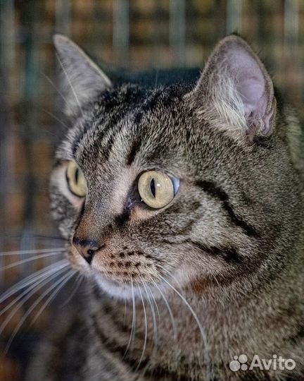 Мягенькая кошечка Лиза