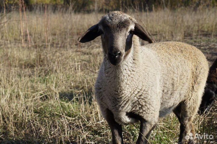 Баранчик Суффолк / Дорпер