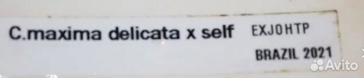 Продам каттлею Максиму