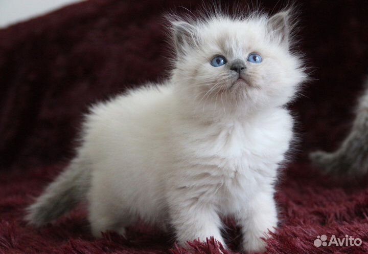 Невское маскарадное солнышко