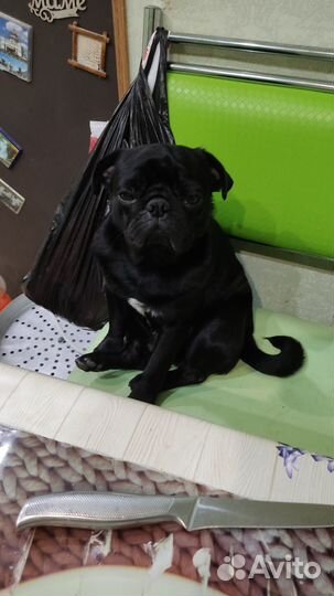 Мопс вязка мальчик