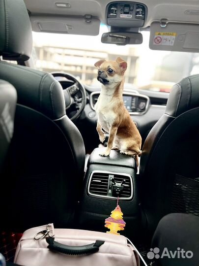 Вязка кобель чихуахуа рыжий (бесплатно за щенка)