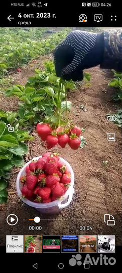 Рассада клубники азия +