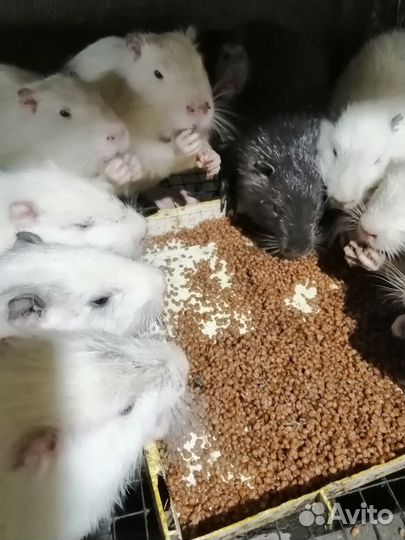 Нутрии продать