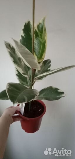 Фикус Тинеке