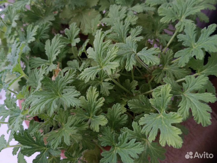 Герань душистая