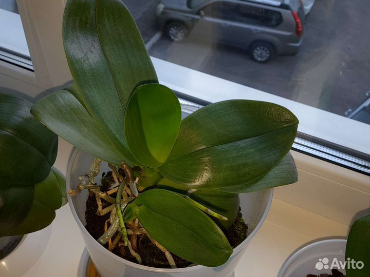 Орхидея фаленопсис