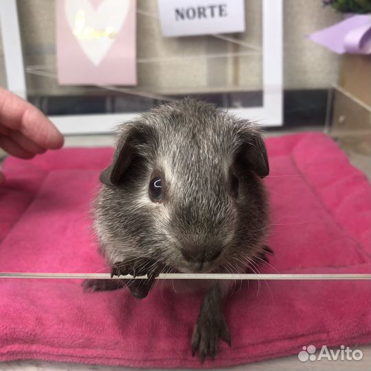 Морская свинка калифорния мальчик