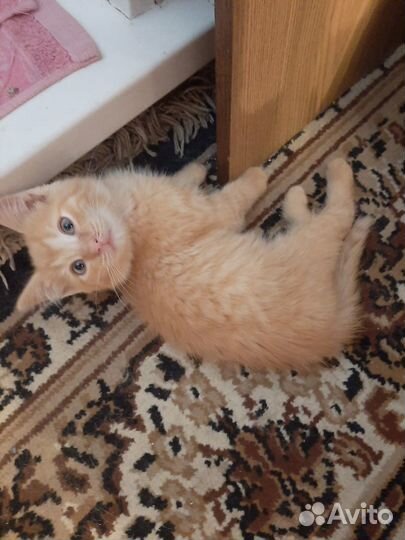 Котята бесплатно
