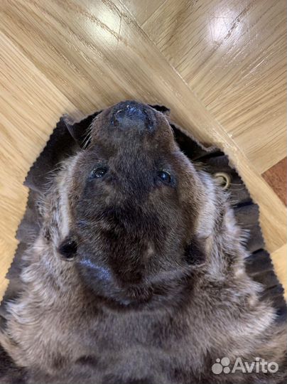 Ковёр из шкуры выдры для интерьера