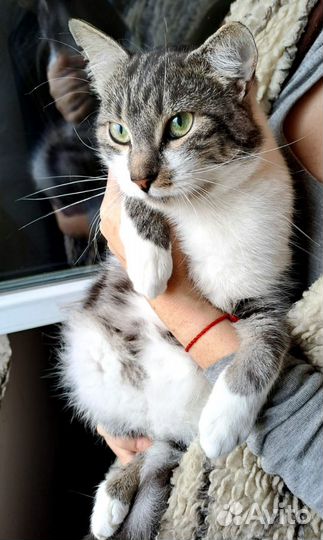 Кот ищет дом