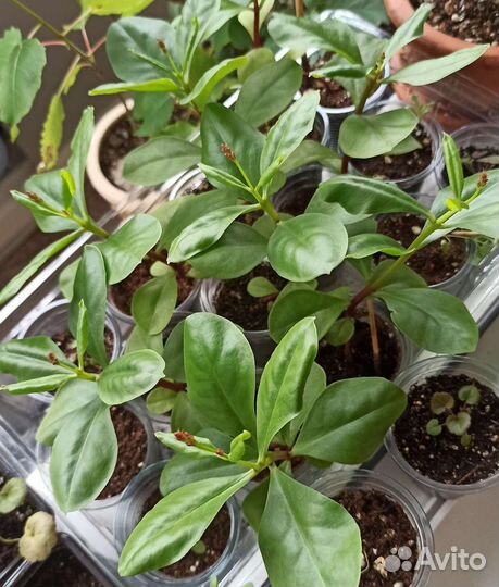 Таллинум метельчатый