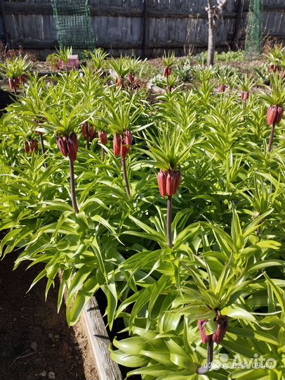 Королевский рябчик