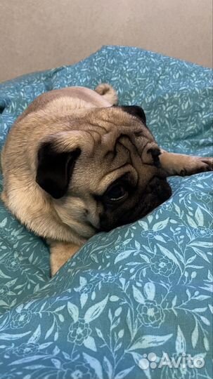 Мопс на вязку