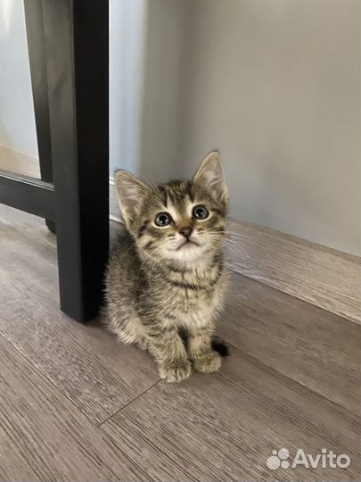 Котенок в добрые руки