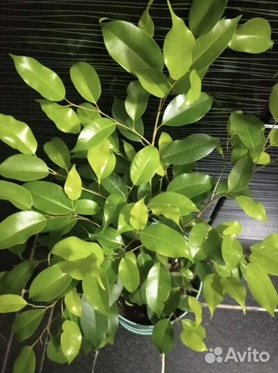 Фикус Бенджамина