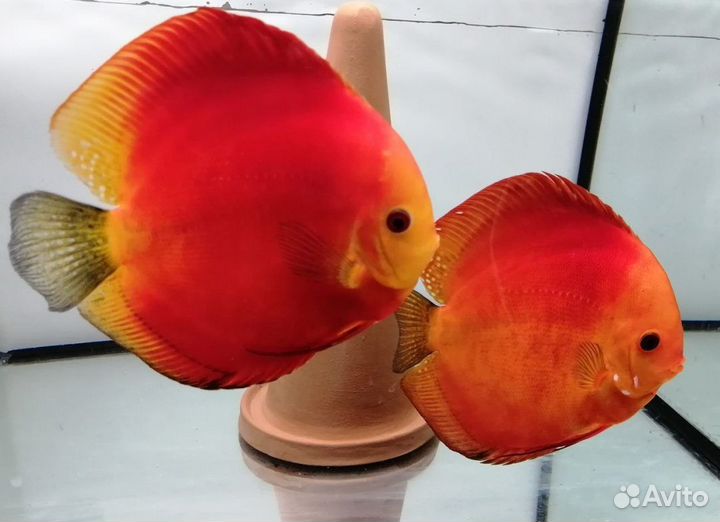 Дискус Ред Мелон