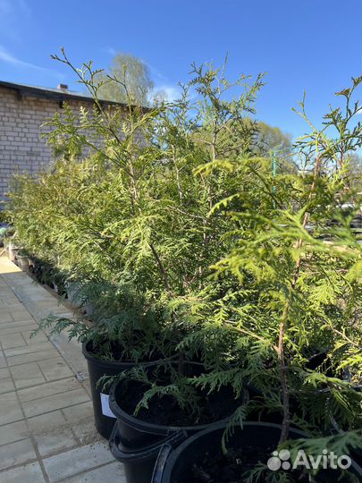 Туя Брабант 70-130 см