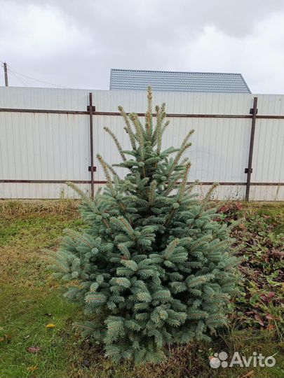 Живые елки