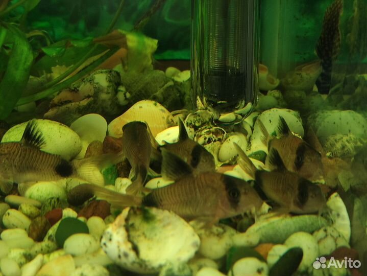 Коридорас пaнда