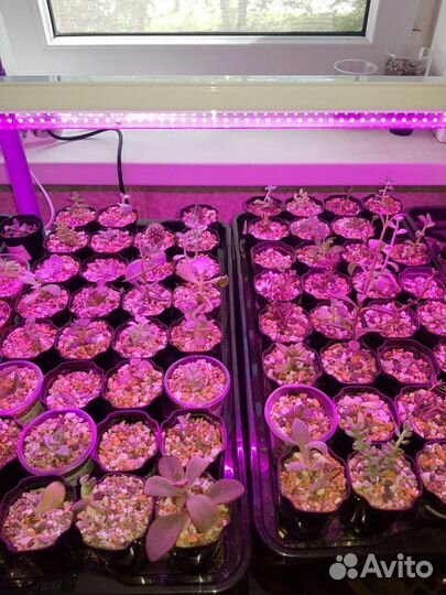 Фитосветильник для растений Uniel ULI-P21-35W