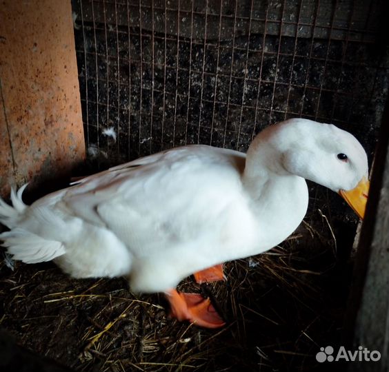 Селезни и утки