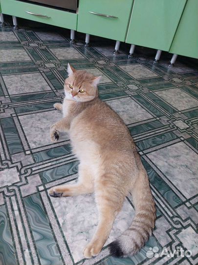 Вязка британский кот