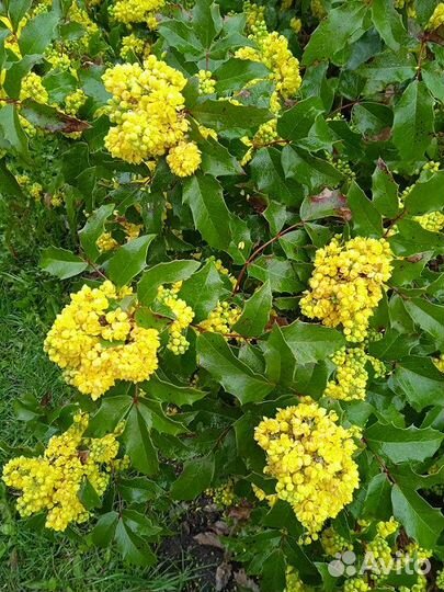 Вечнозелёная магония падуболистная