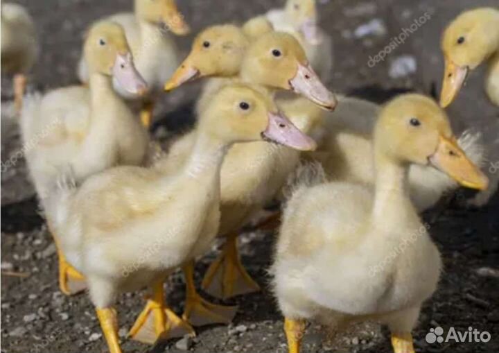 Утки,Мулард, Куры