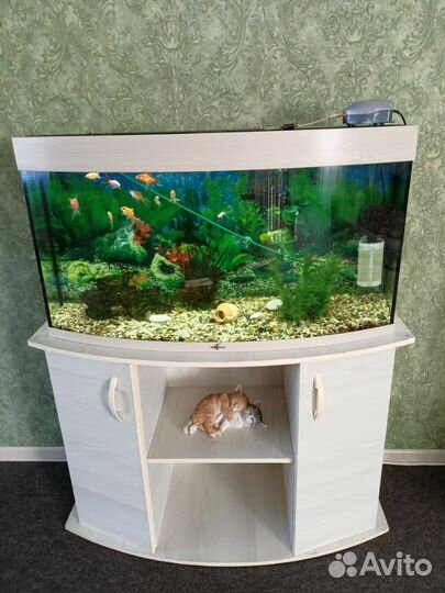 Панорамный аквариум с тумбой
