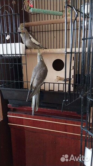 Попугай корелла птенец