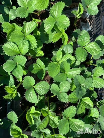 Рассада клубники